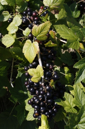 Picture of Blackcurrant Ebony - November 2025 Delivery